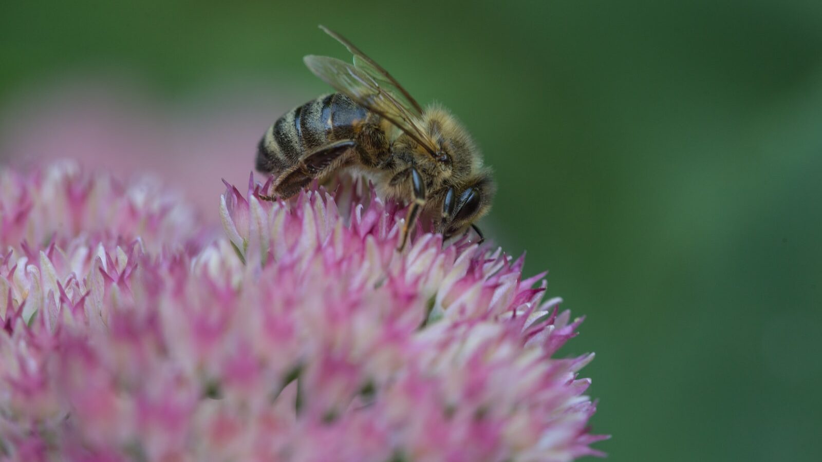 Bumble