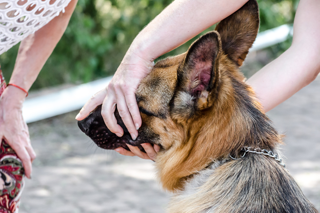 Common Dog Bite Injuries