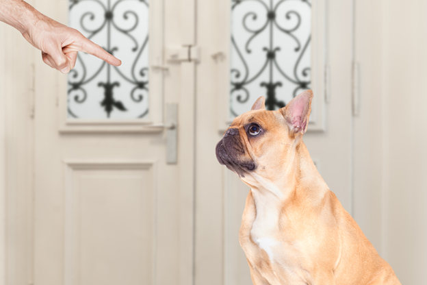 How is Fault Established in a Dog Bite Case