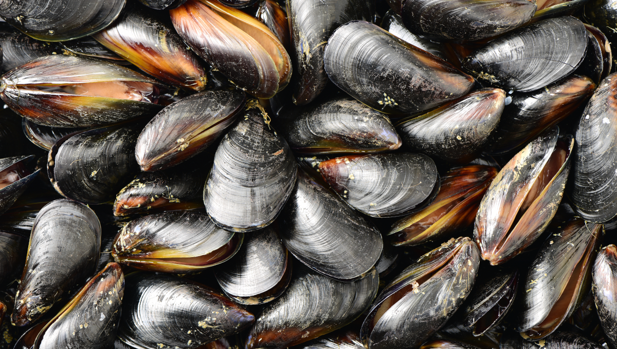 Blue mussel