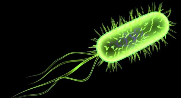 e.-coli-bacteria-cyborg-600x325