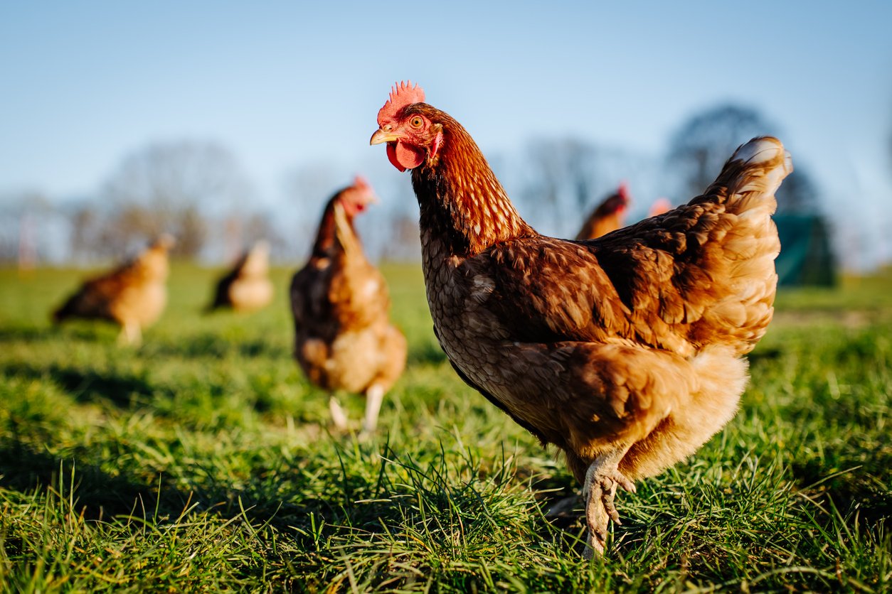 Chicken farmers allege Perdue Farms Inc. have misclassified them for personal gain.
