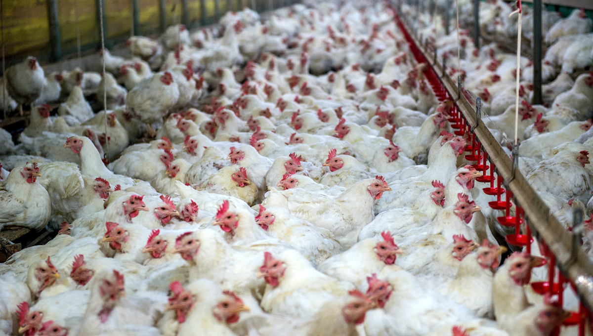 illustration cage free chickens