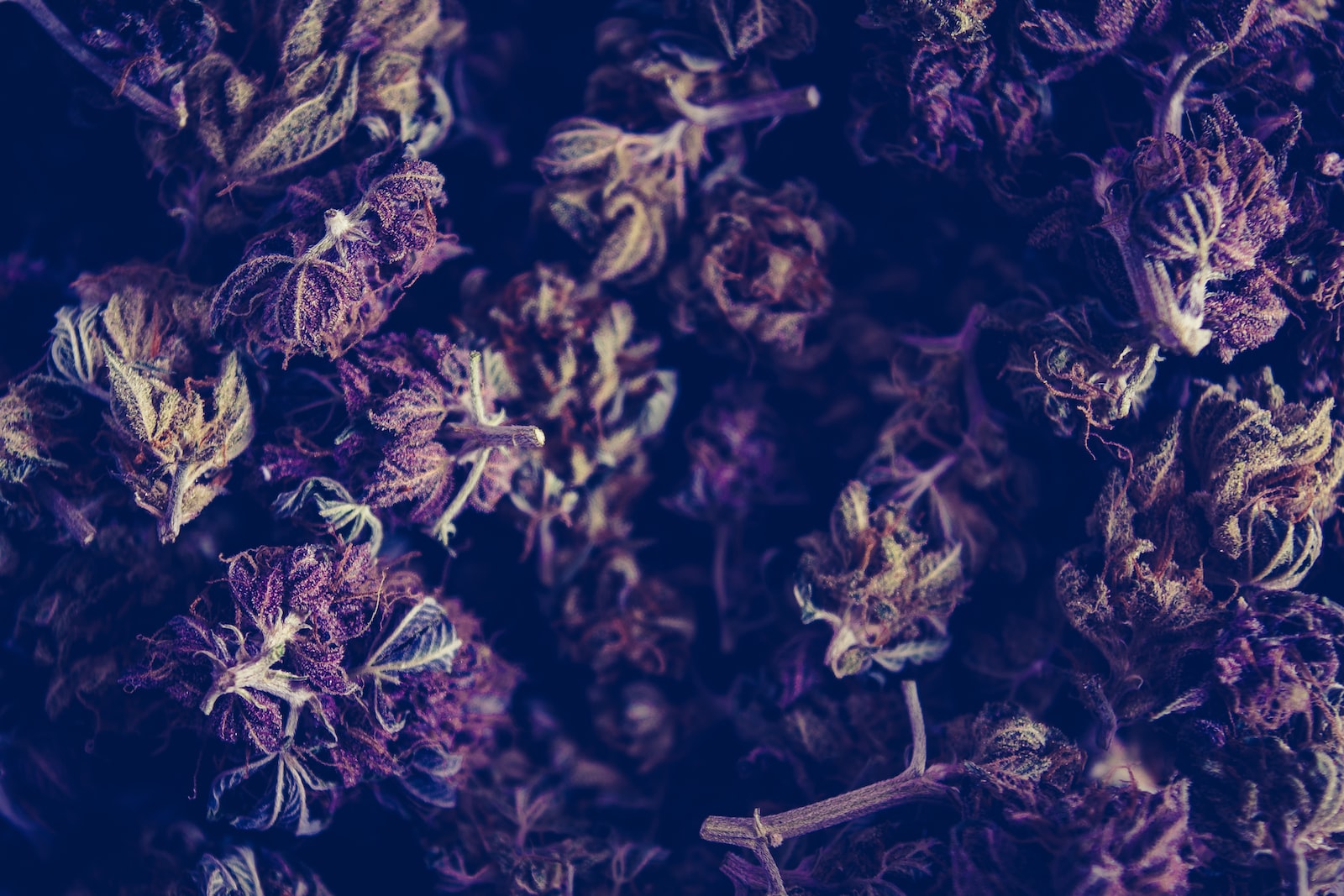 1668451697-2297590-5173-lxb_photoXxqikksTxyQlxb_photo-