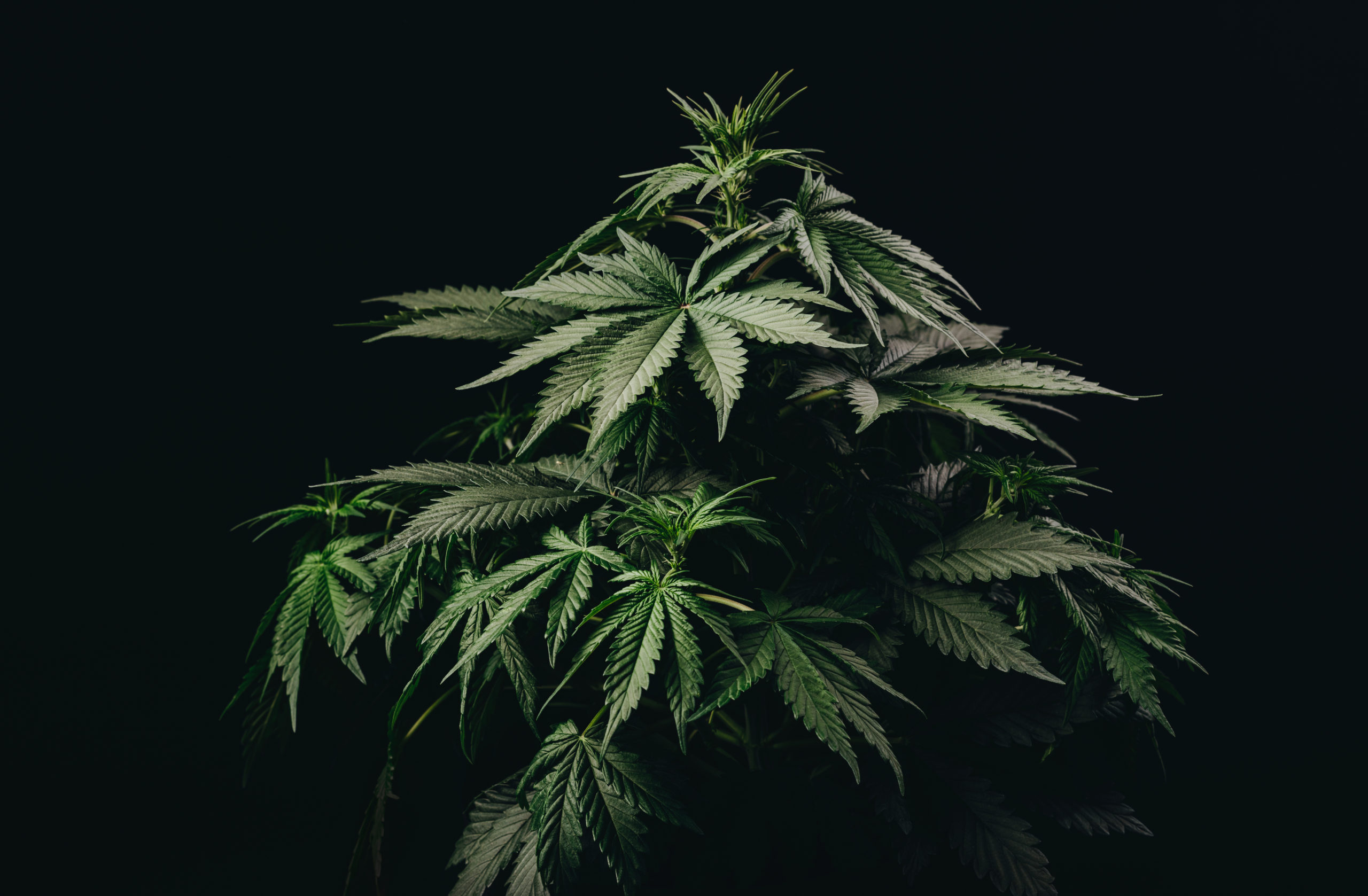 medical marijuana leaf, cannabis bush plant