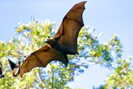 Flying Fox