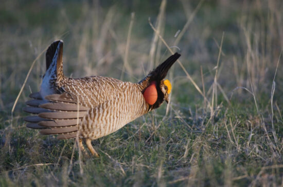 Lesser,Prairie-chicken,,Tympanuchus,Pallidicinctus,,Male,On,Lek,Displaying,,Canadian,,Panhandle,