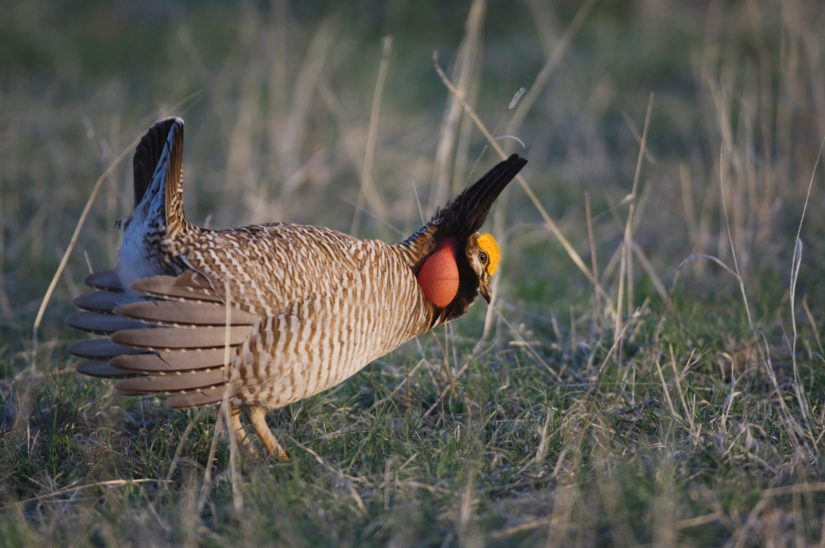 Lesser,Prairie-chicken,,Tympanuchus,Pallidicinctus,,Male,On,Lek,Displaying,,Canadian,,Panhandle,