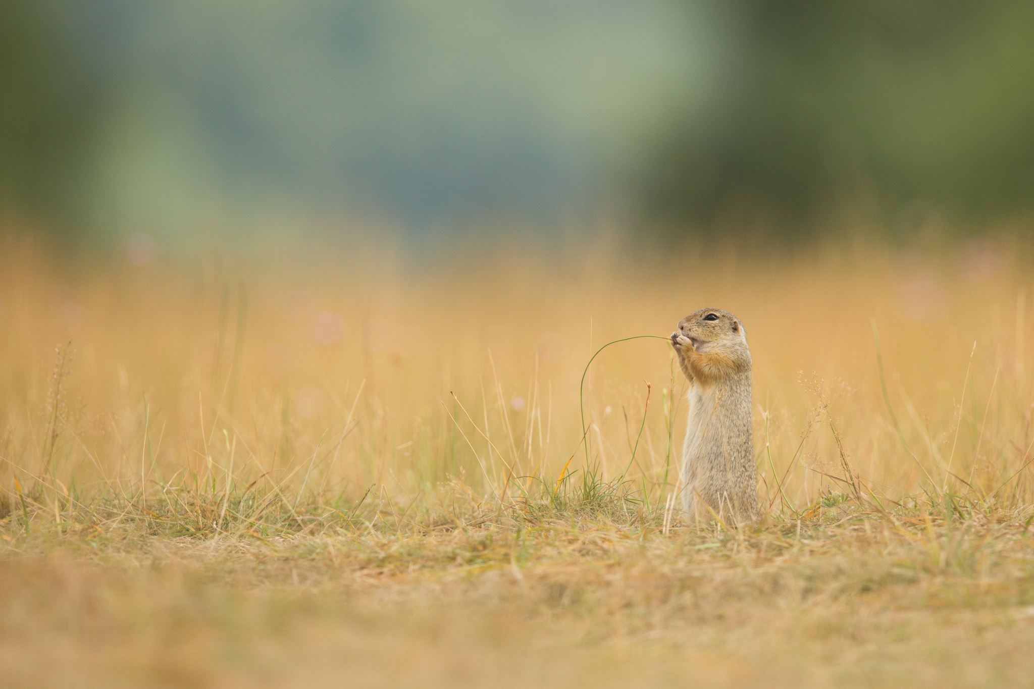 Groundhog