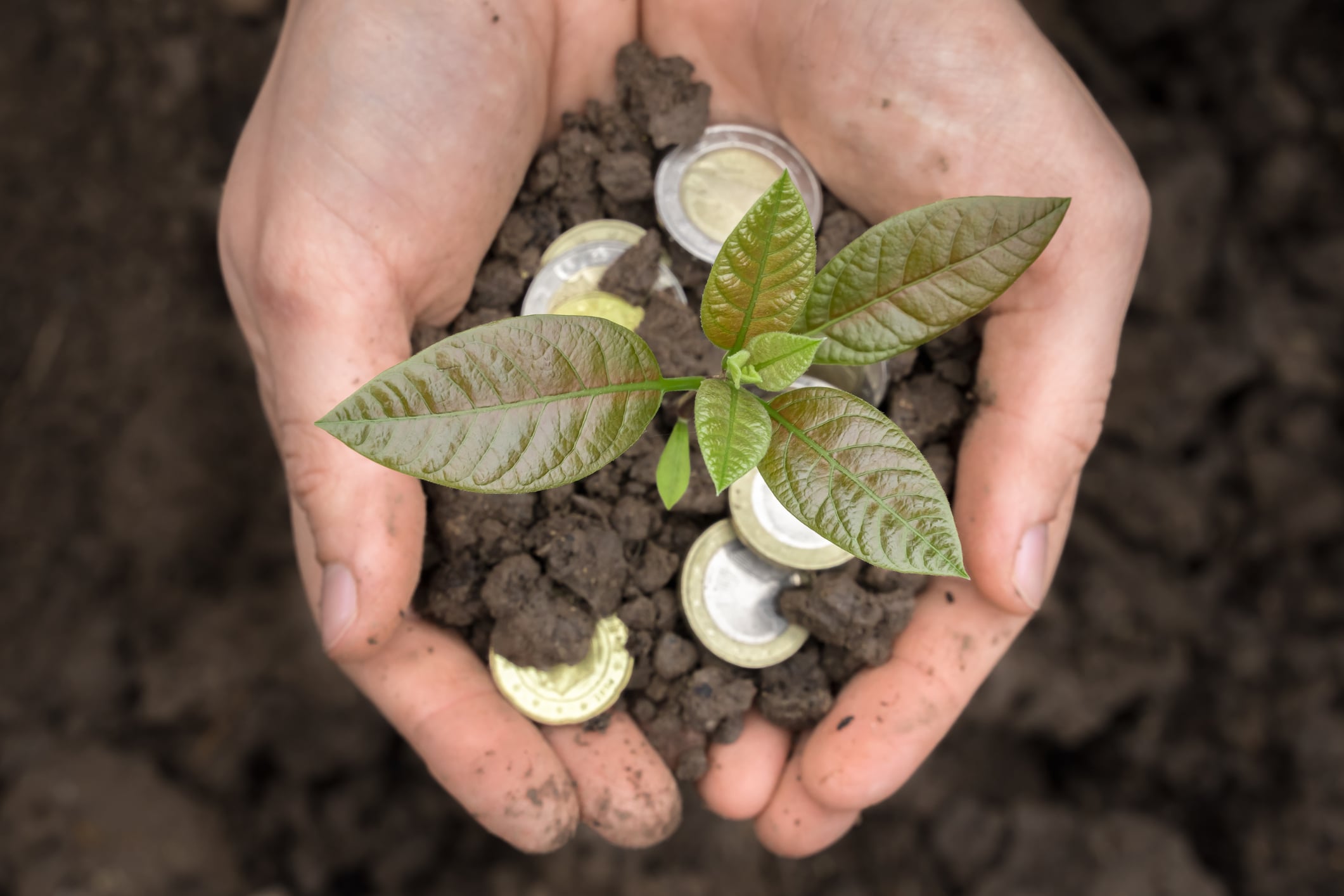 Hands is holding coins money with plant and soil