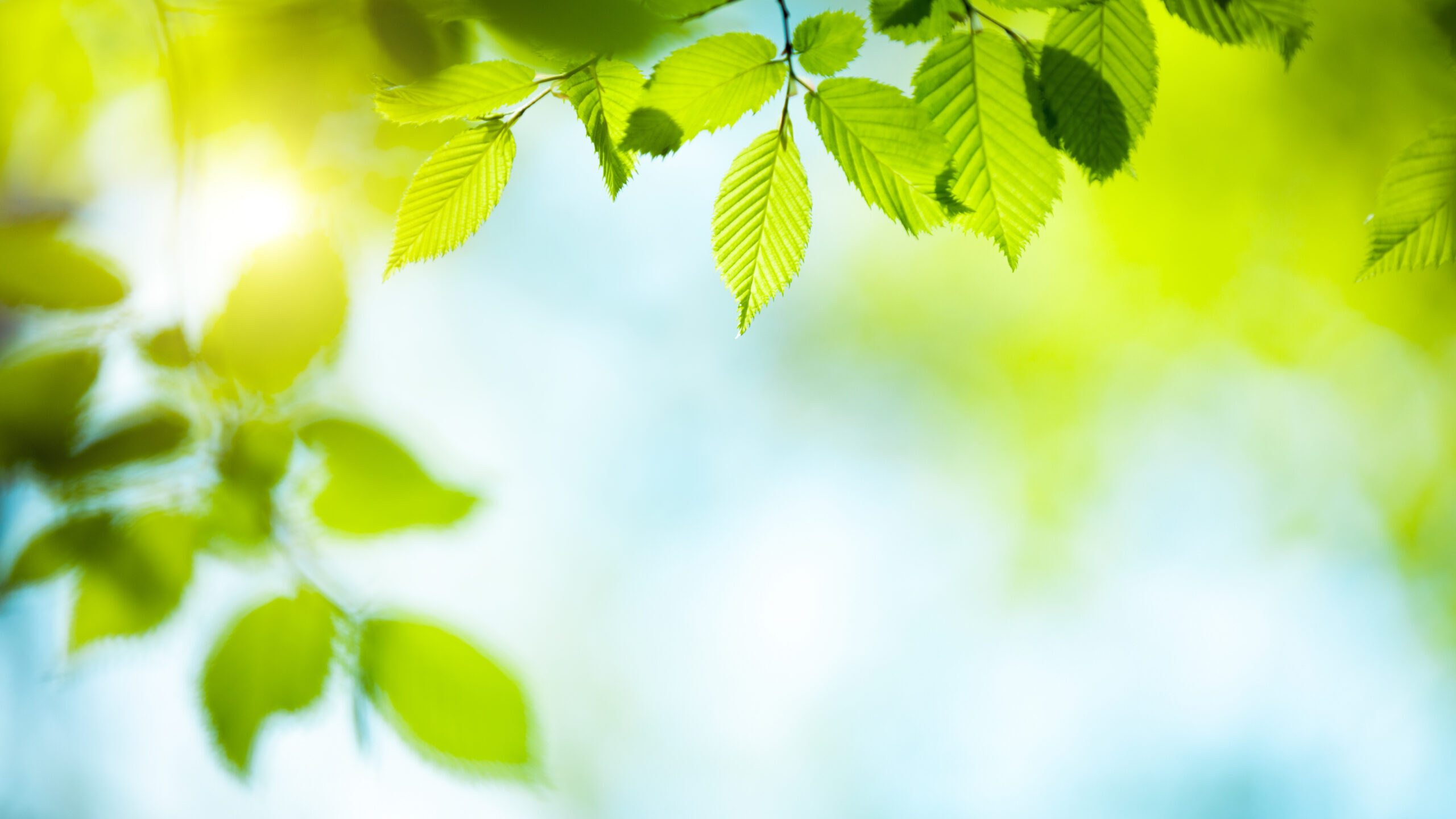 Fresh Green Leaves