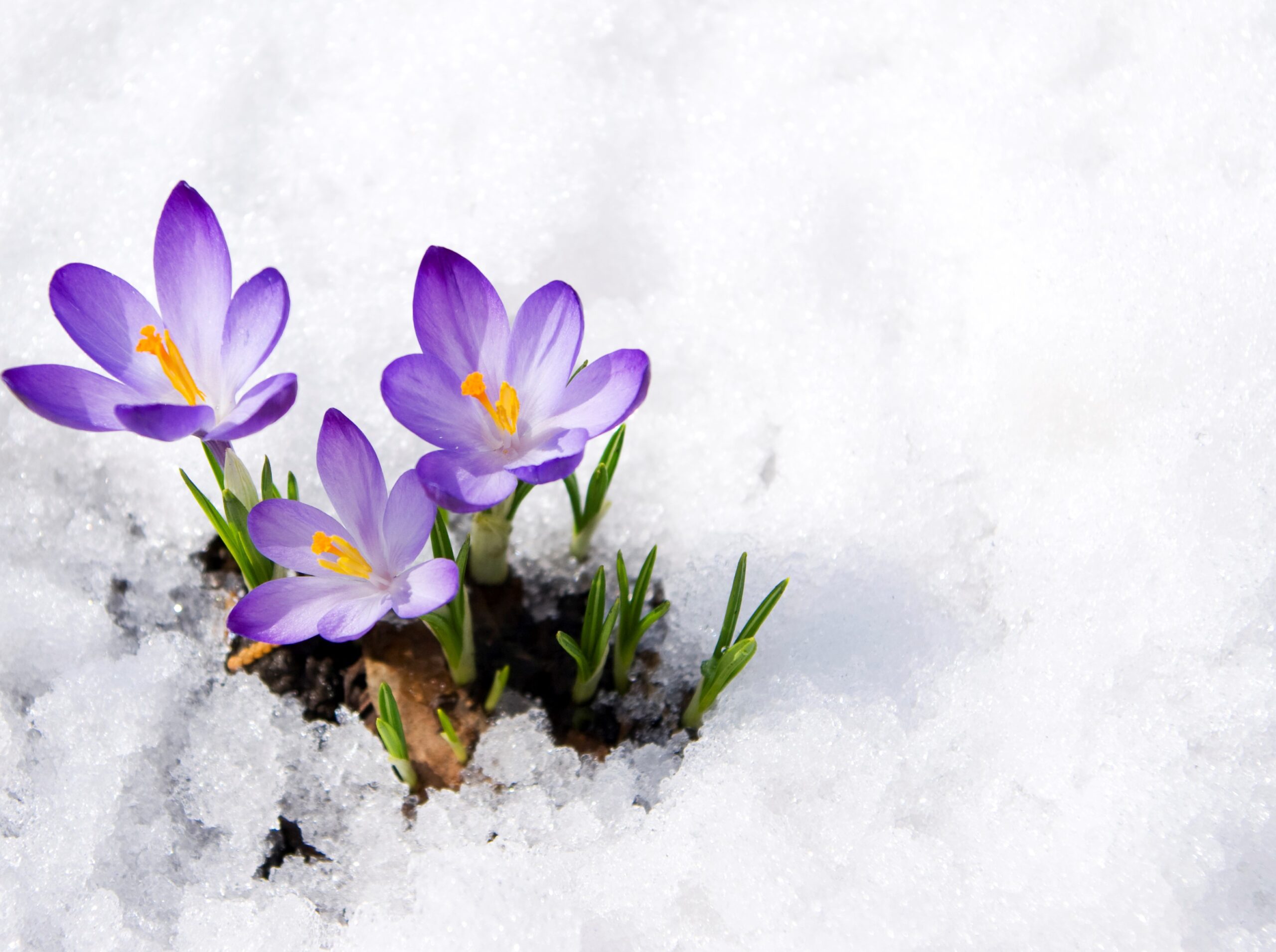spring-flowers