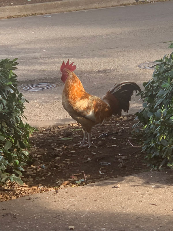 Great American Immigrant Neighborhoods: Little Havana, Miami/La Peque&ntilde;a Habana