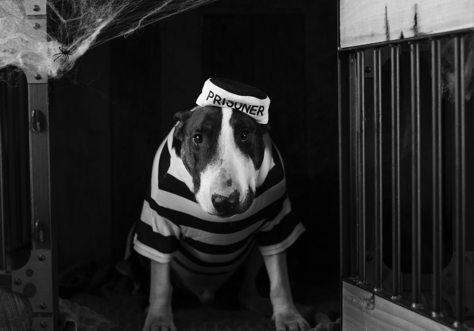 My Bull Terrier wearing his prisoner costume for Halloween