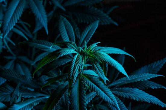 Mature marijuana plant with bud and leaves. Marijuana plant texture on an indoor cannabis farm.The concept of Indoor grow marijuana. marijuana for recreational purposes.