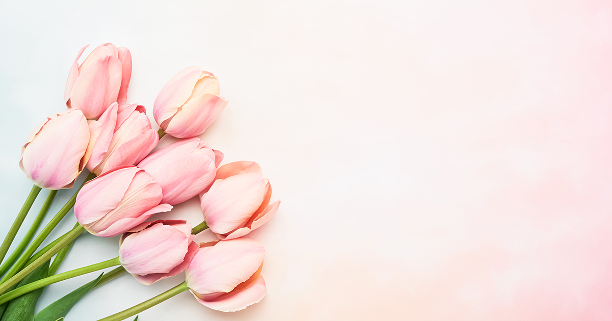 Pink tulip flowers on a pink-blue background, selective focus
