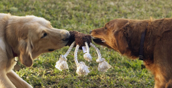 Two Dogs Tugging on Toy