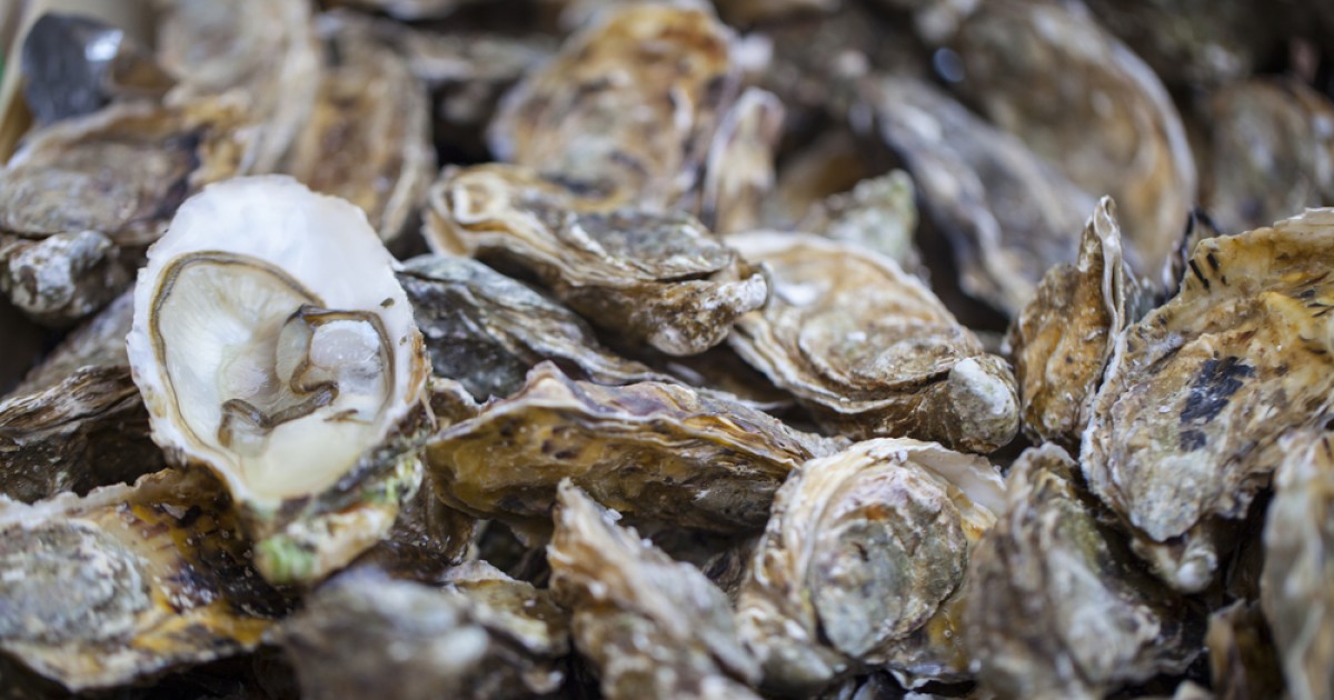 oysters_shutterstock