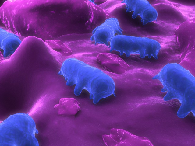 salmonella-640x480