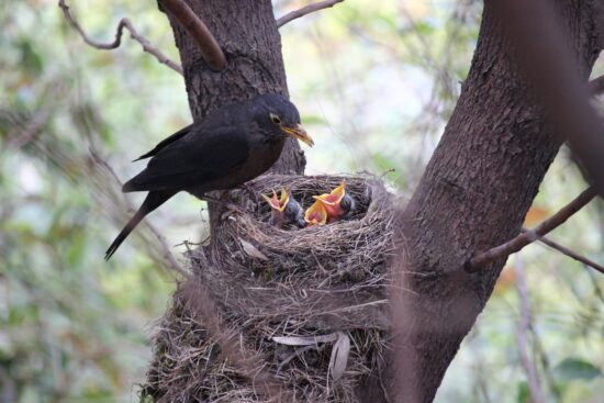 bird feeding babies