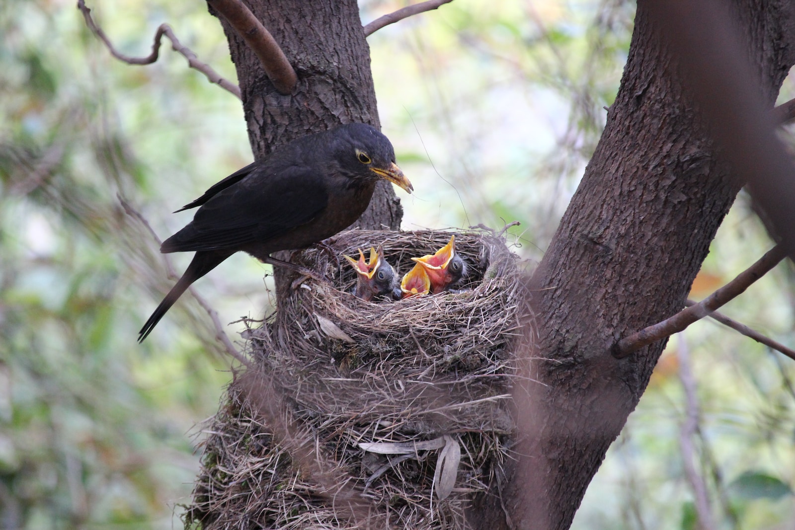 bird feeding babies