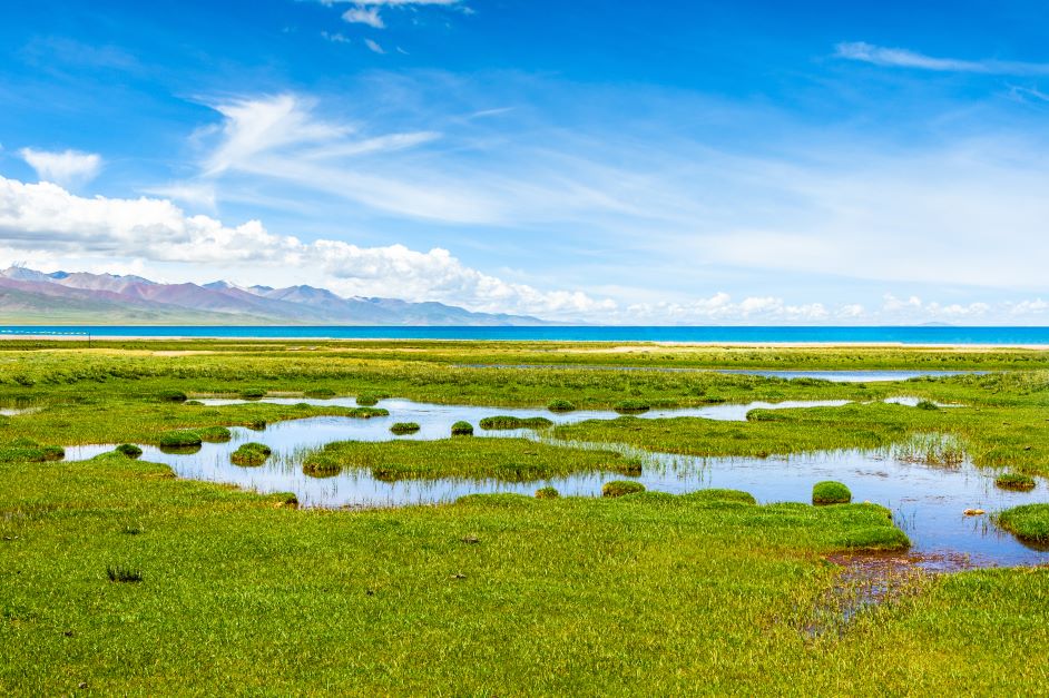 Wetlands