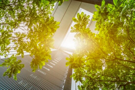 portion of trees against office buildings