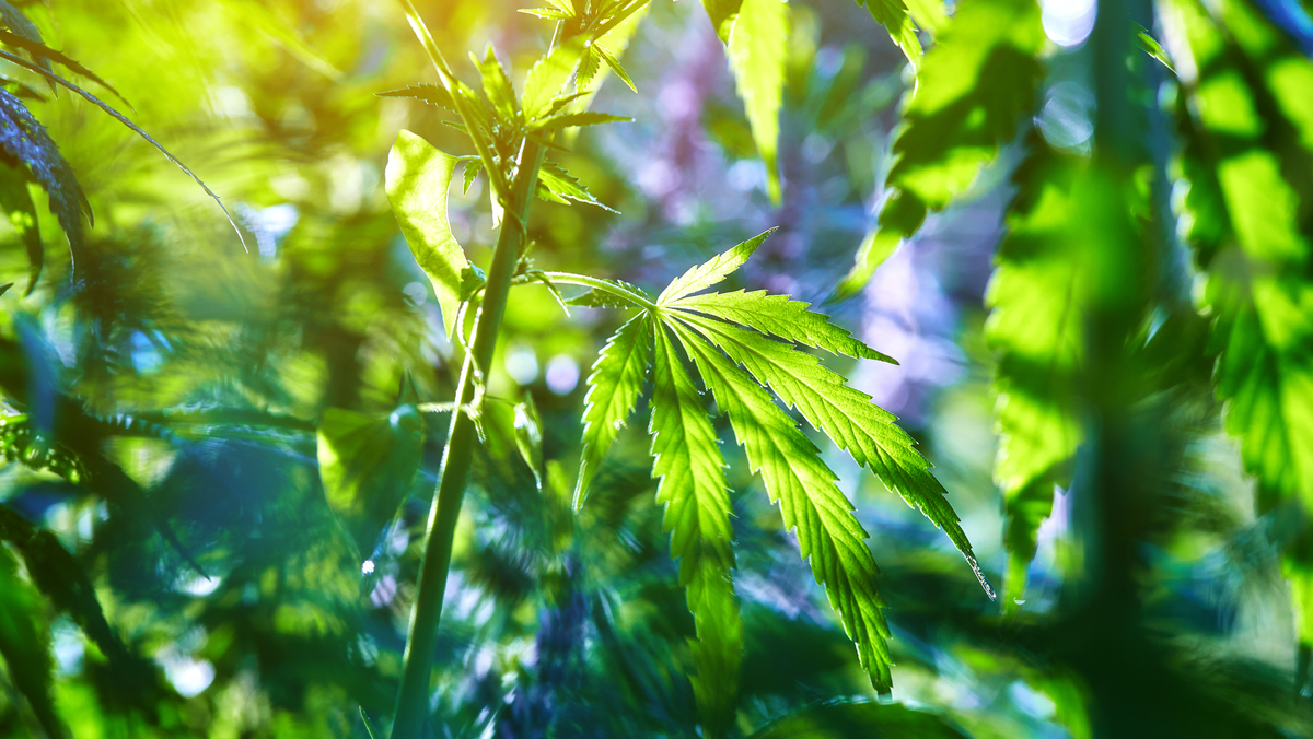 retail_cannabis_1200x675