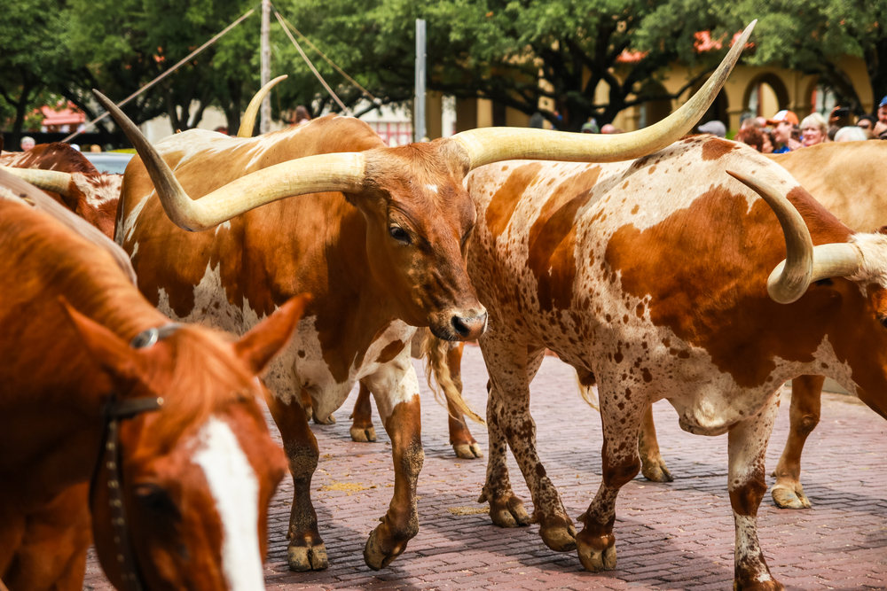 Unveiling the Cow Town Ponzi Scheme - Fort Worth TX.