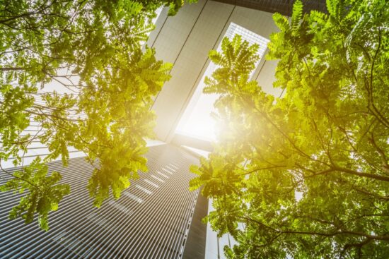 portion of trees against office buildings