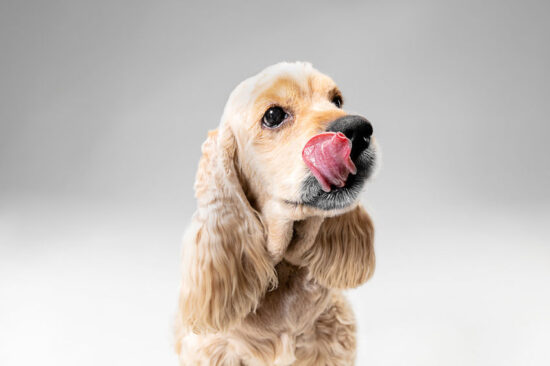 Studio shot of american spaniel playing