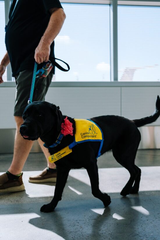 Canine Companion