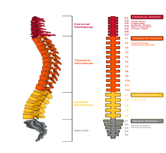 https-www-atlantainjurylawblog-com-files-2023-12-spinal-cord-injury-png