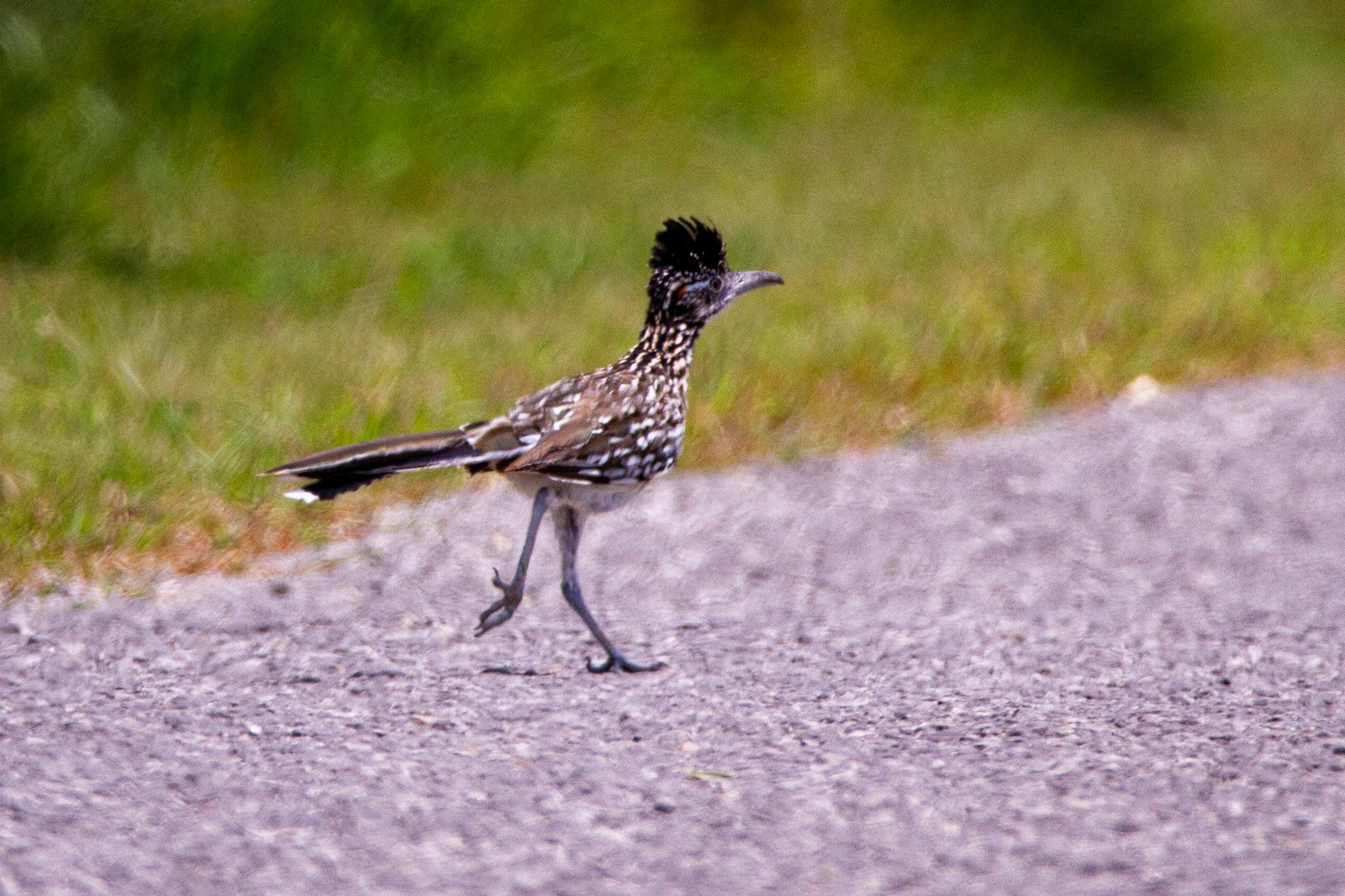 A greater roadrunner runs down the road.