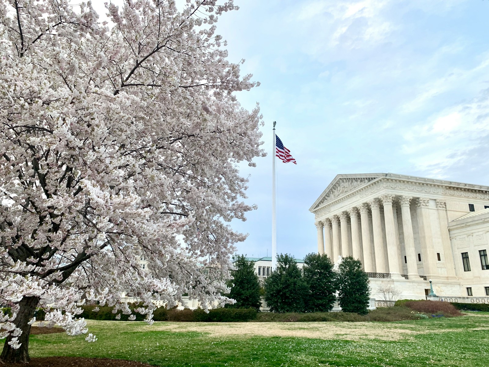 Cherry blossoms, Supreme Court