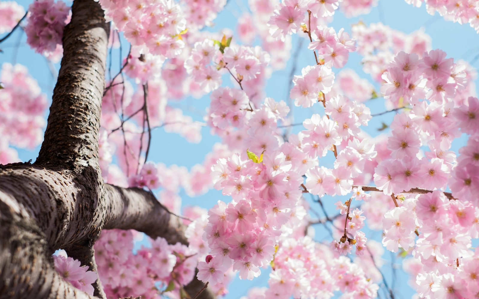 Kungsträdgården cherry blossom Love the work? buy me a coffee ☕ PayPal - a.smit@mac.com
