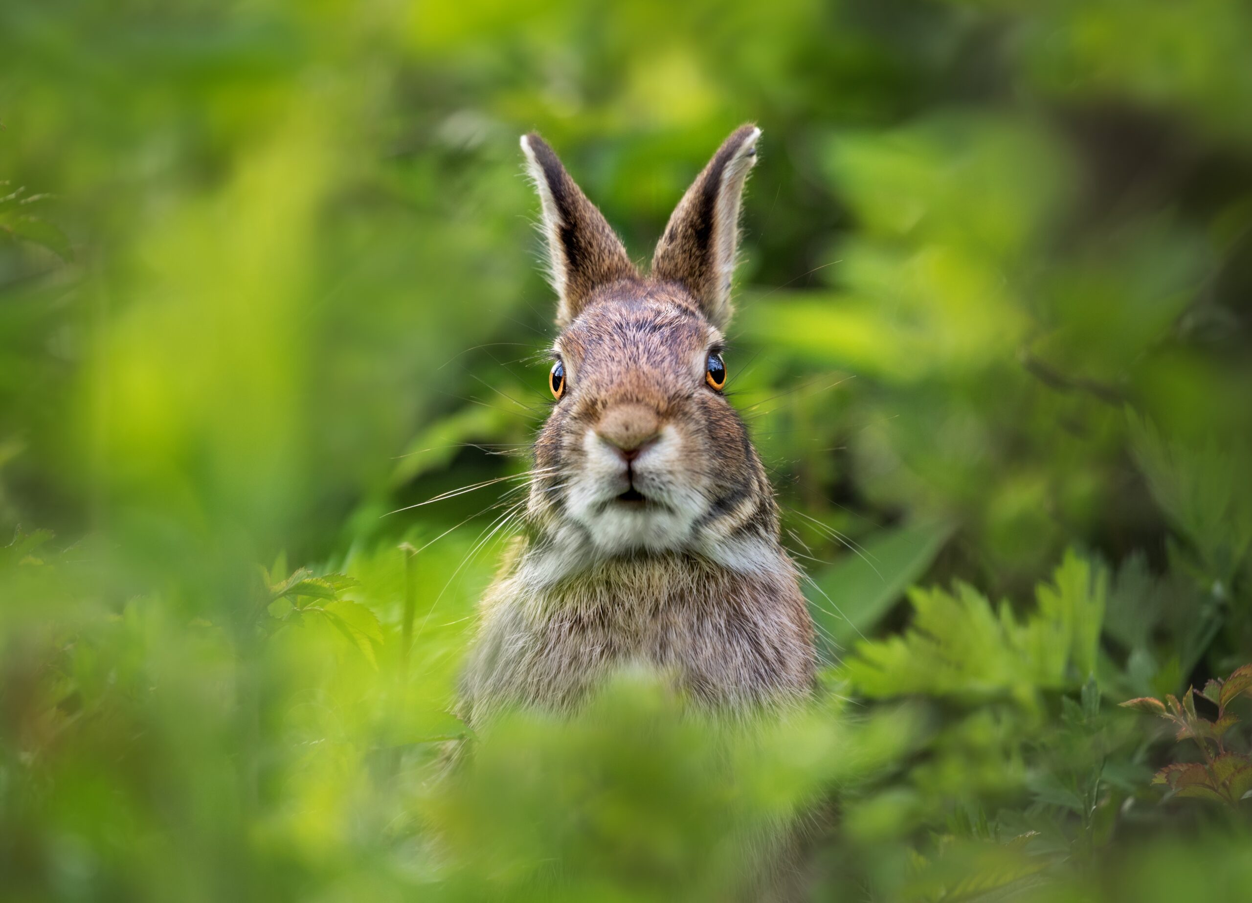 bunny