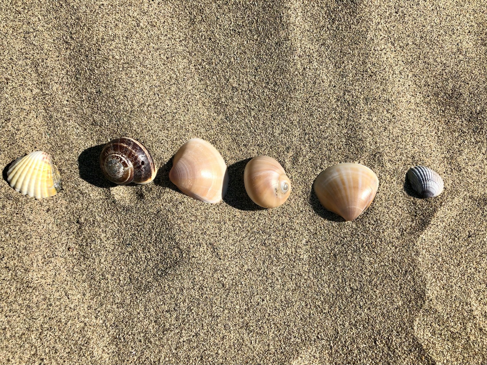 Seashells in the sand, Forte dei Marmi
