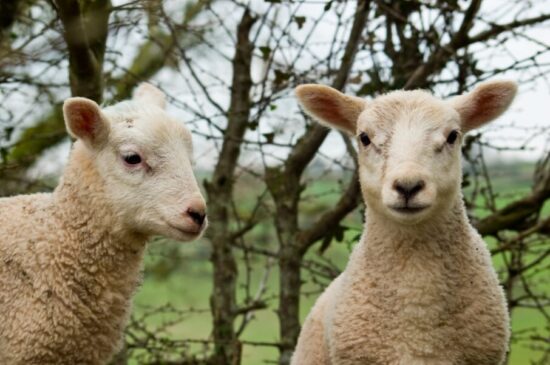 lambs