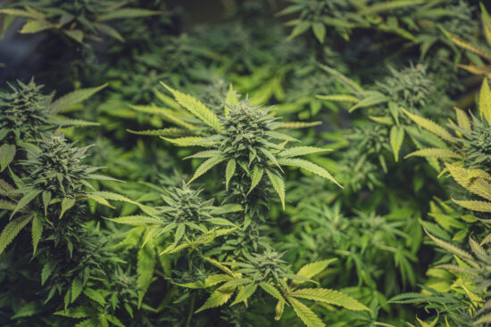 High detailed image of fresh cannabis cultivation