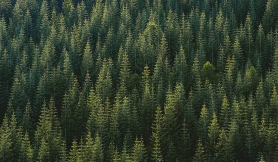 Forestry_P_0081