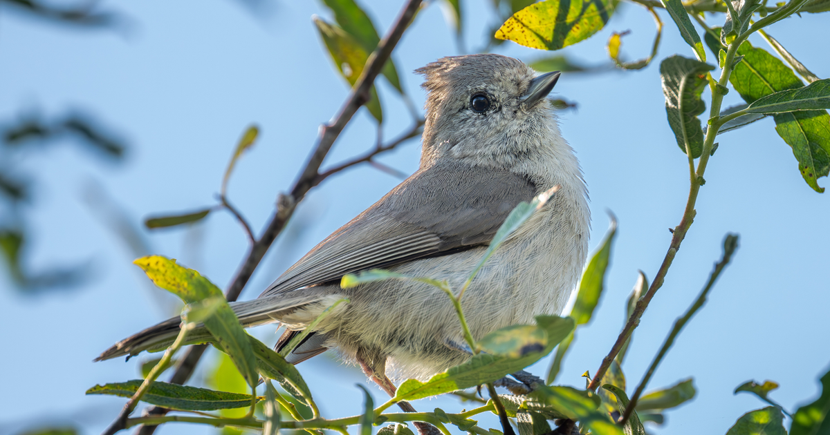 bird-species