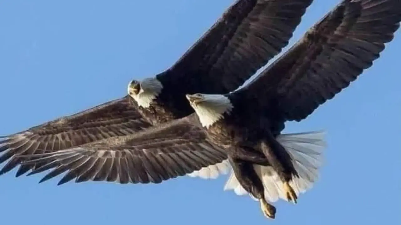 eagles flying - soaring