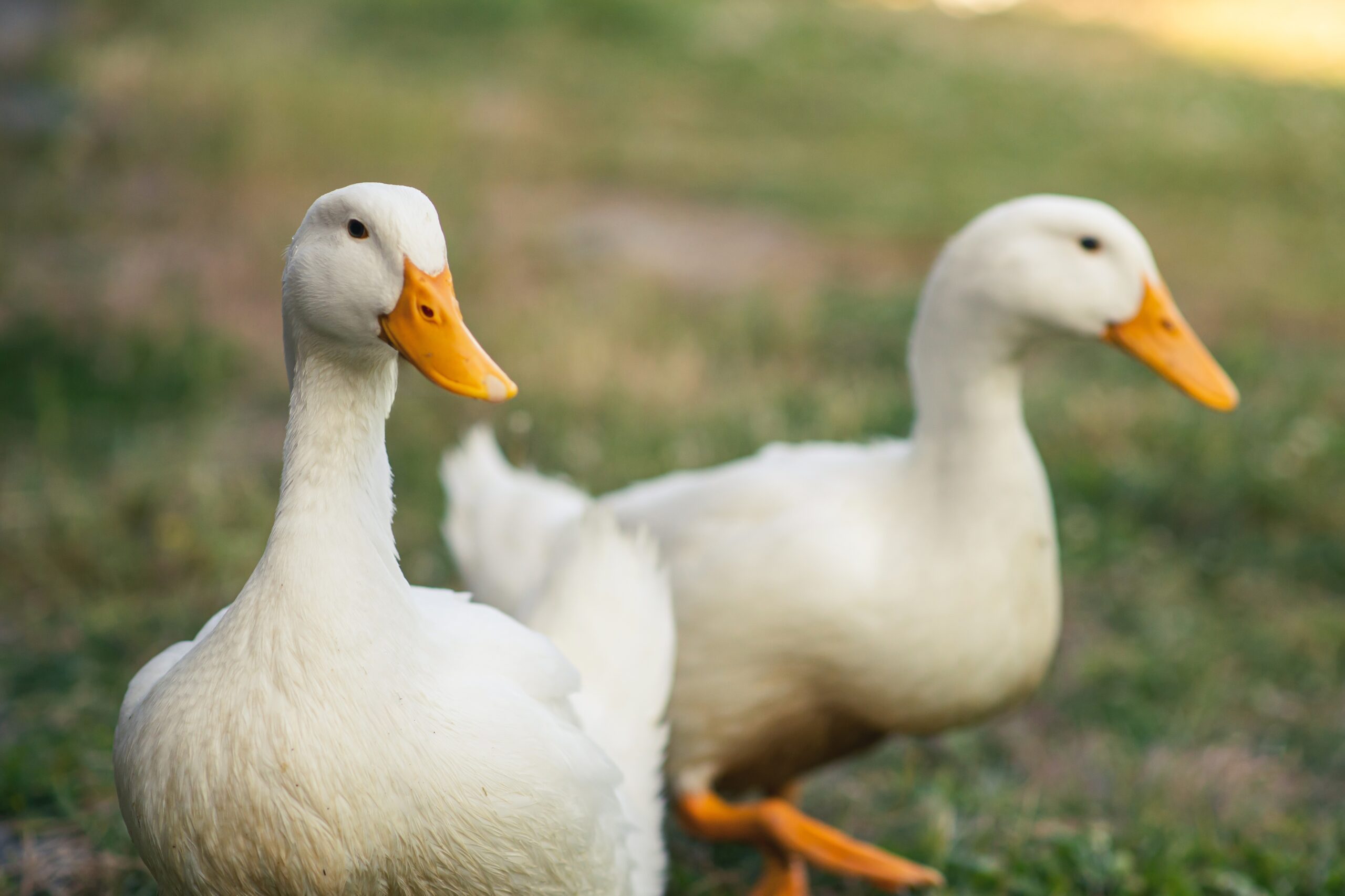 Two,White,Geese,Stand,On,Green,Grass.,Poultry,,Breeding,Geese.