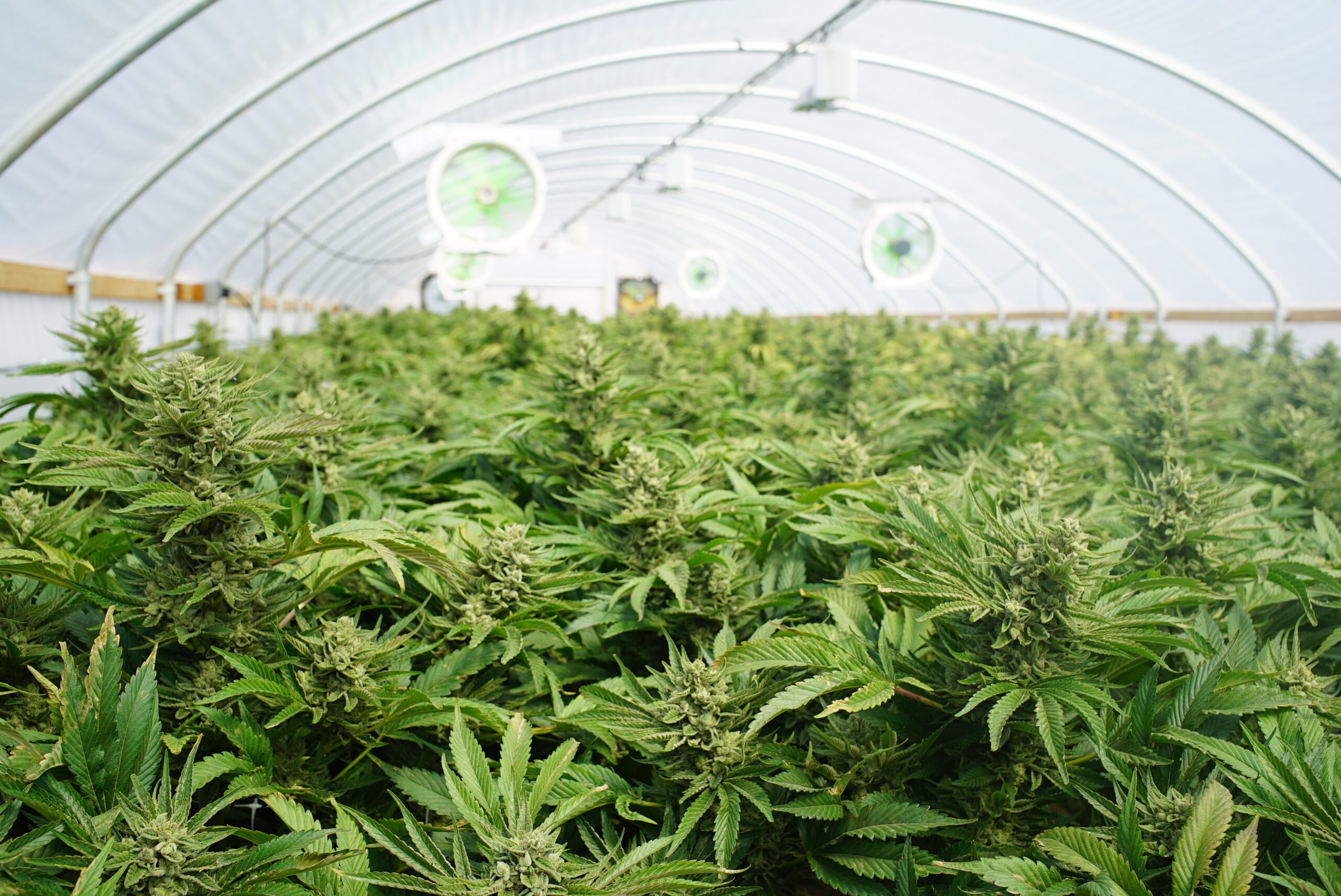 Large Indoor Marijuana Commercial Growing Operation With Fans, Greenhouse, Equipment For Growing High Quality Herb. Cannabis Field Growing For Legal Recreational Use in Washington State