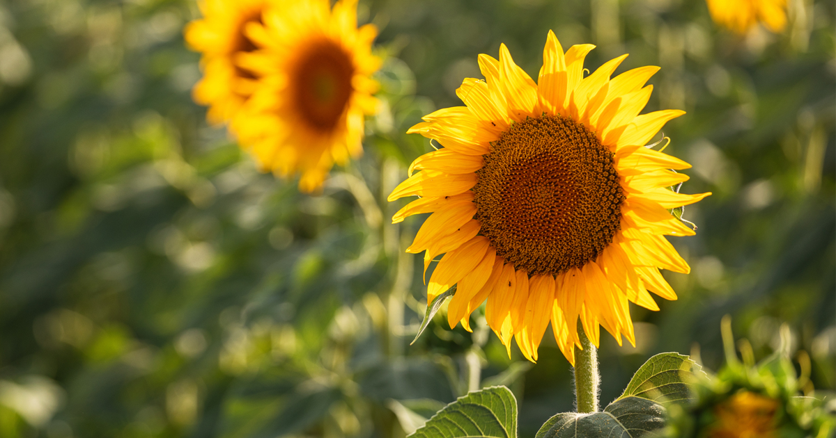 Sunflower
