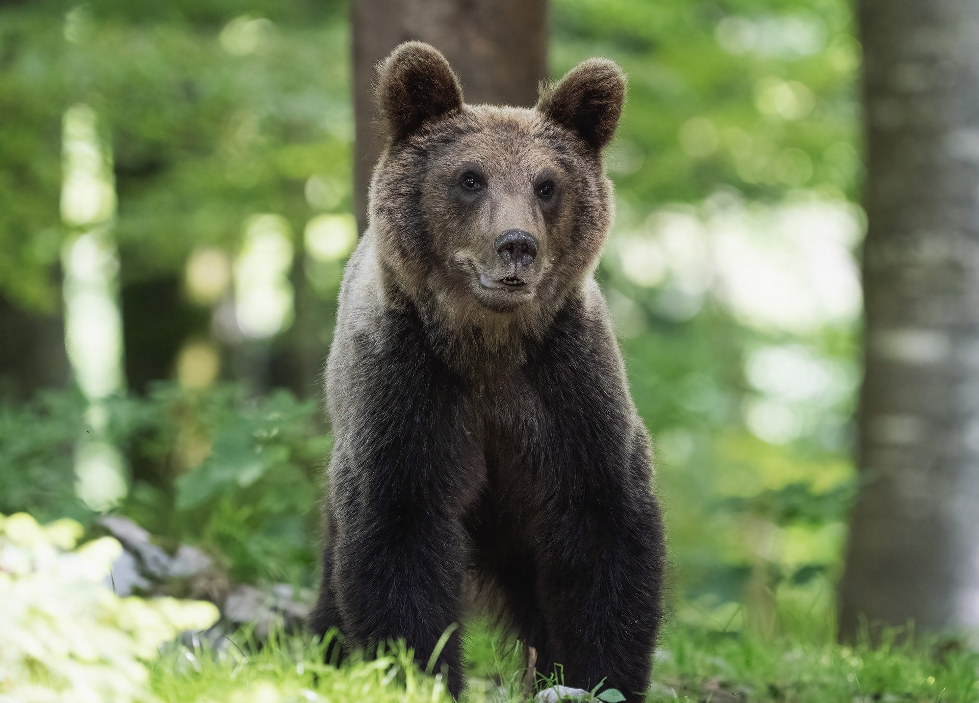 bear-8275920_1920