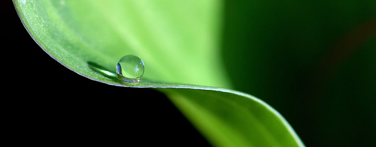 water-drop-on-leaf