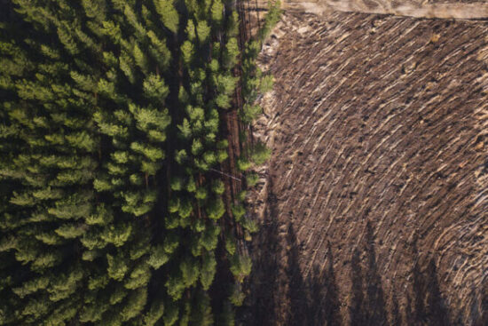 https-larevueblog-squirepattonboggsblogs-com-wp-content-uploads-sites-35-2024-11-pine-tree-forest-deforestation-from-above_gettyimages-1150623014-640x427-jpg