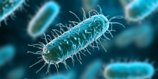 Salmonella